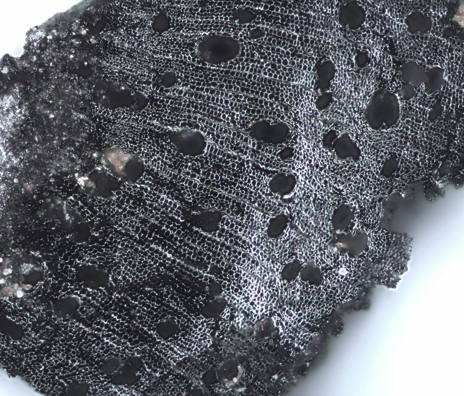Microscopie