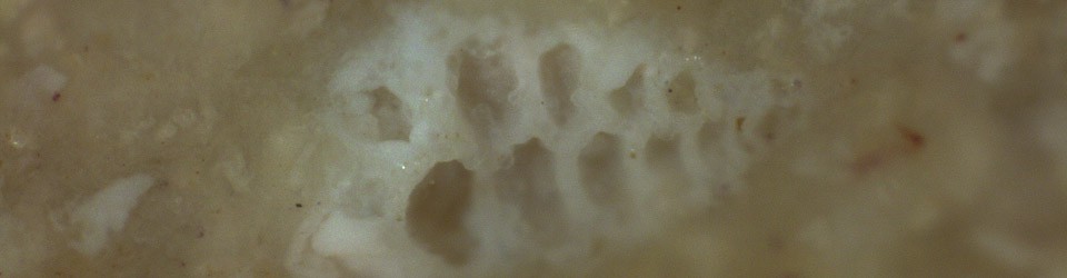SILEX