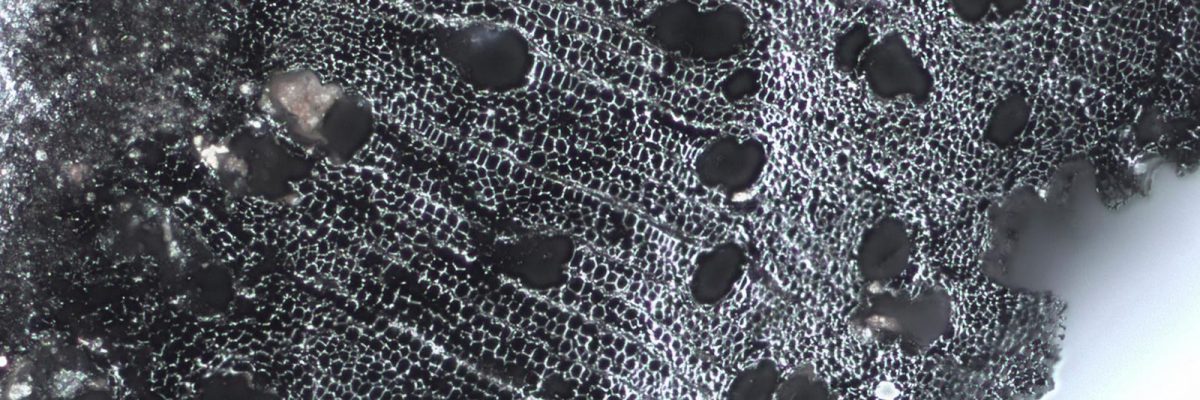 Microscopie