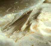 STEP : Systèmes techniques, Ethnoarchéologie, Préhistoire