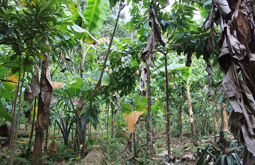 Workshop | Millennial Tropical Agricultures 2019 (MilAgro 2019)