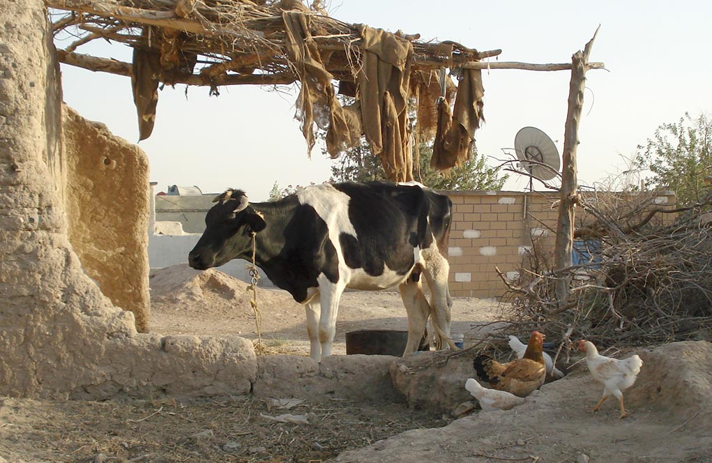 Article | Histoire croisée des bovins du Proche-Orient et d’un sévère épisode de sécheresse il y a 4200 ans