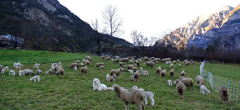 Soutenance Thèse | Système d’élevage et pastoralisme en Provence et dans les Alpes méridionales durant la Protohistoire : nouvelles perspectives en archéozoologie