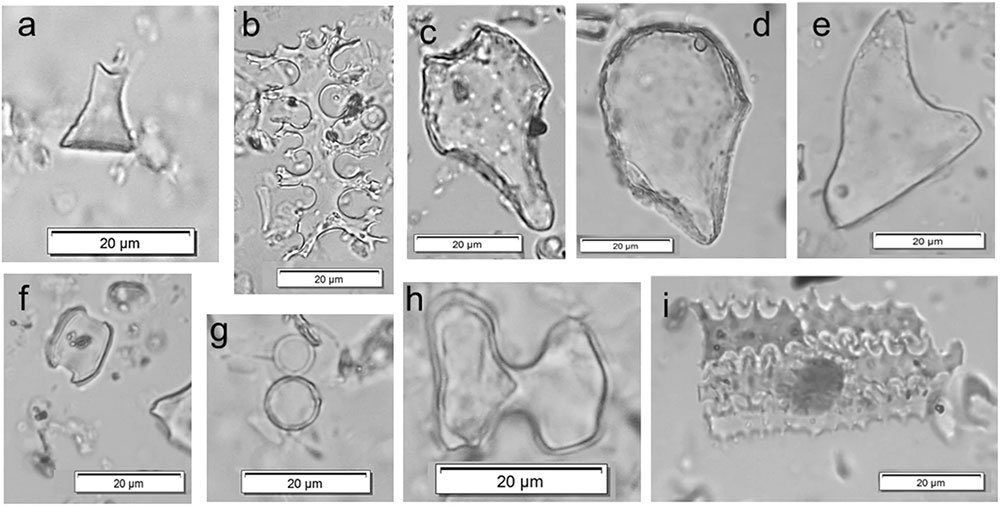 Article | Could the grasses have played a role in the earliest salt exploitation? Phytoliths analysis of prehistoric salt spring from Hălăbutoaia – Ţolici (Romania)