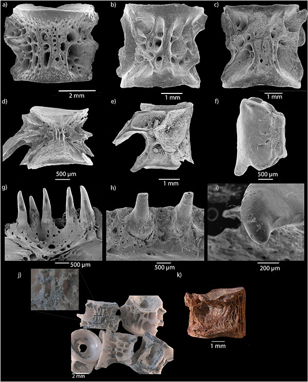 Article | Neanderthal foraging in freshwater ecosystems: A reappraisal of the Middle Paleolithic archaeological fish record from continental Western Europe