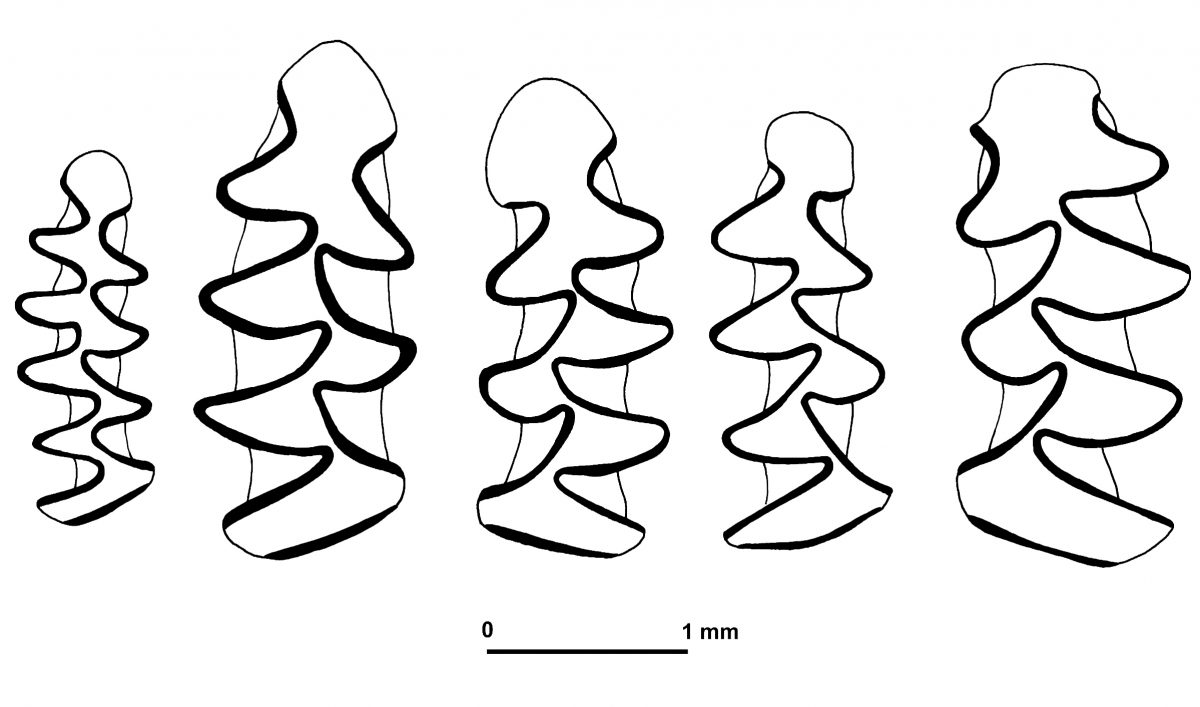 Article | Multi-method approach using small vertebrate assemblages to reconstruct the Marine Isotope Stage 6 climate and environment of the Lazaret cave sequence (Maritime Alps, Nice, France)