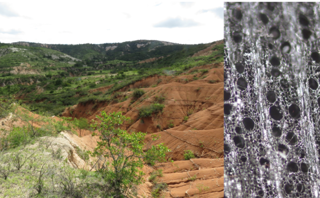 Gauche : Vue de la Mixteca Alta, Etat de Oaxaca, Mexique (photo : A. Borejsza). Droite : Photomicrographie en plan transversal d'un charbon archéologique, site d'El Gigante, période archaïque, Honduras (photo : L. Dussol)