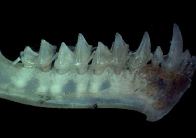 Mandibule de chiroptère