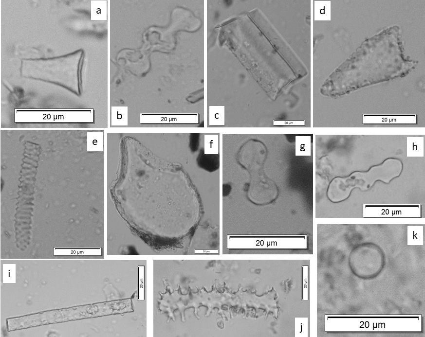 Article | Science Revealing Ancient Magic: Phytolith Evidence from the Early Chalcolithic Site of Isaiia (Eastern Romania)