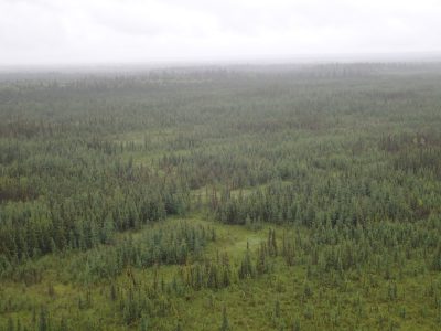 forêt boréale