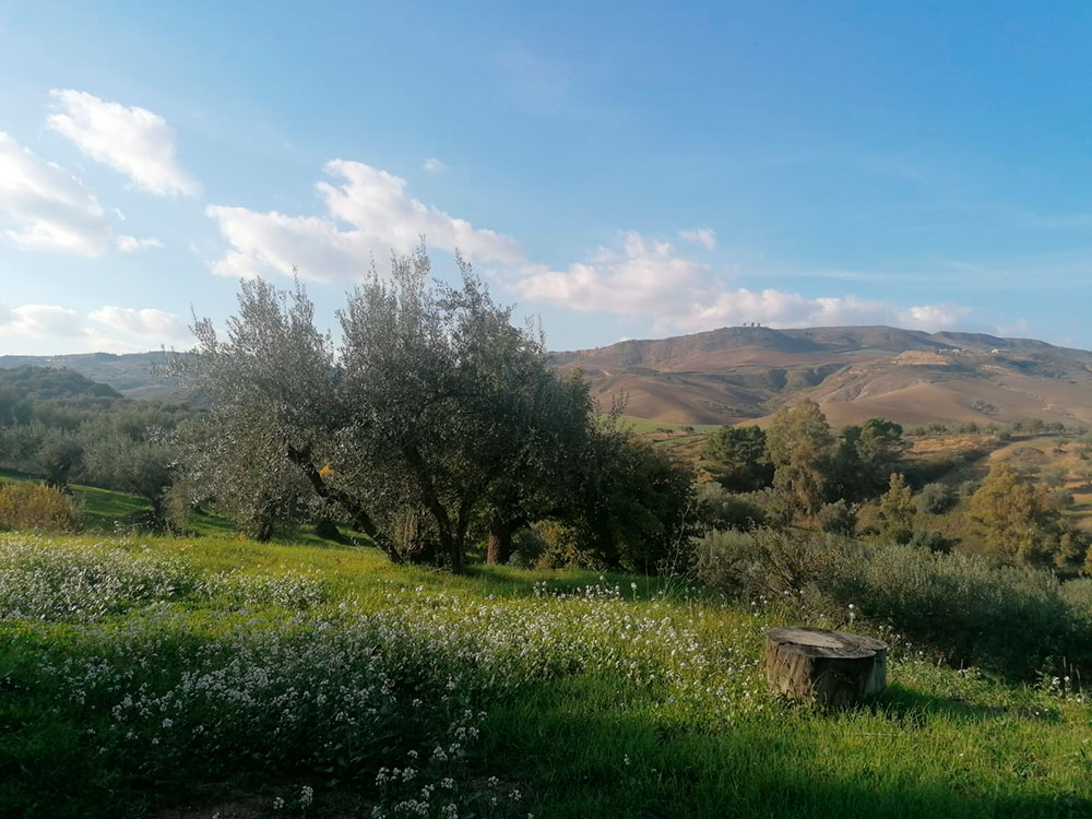 Conférence | The Biocultural Heritage of Sicilian Olive Trees