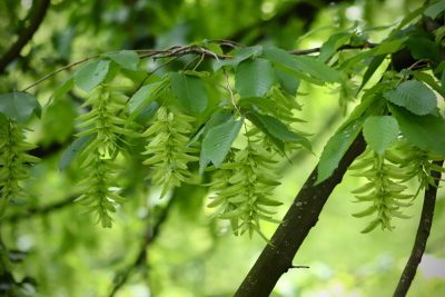 Charme, carpinus