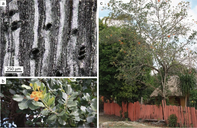 Article | Agriculture in the Ancient Maya Lowlands (Part 1): Paleoethnobotanical Residues and New Perspectives on Plant Management