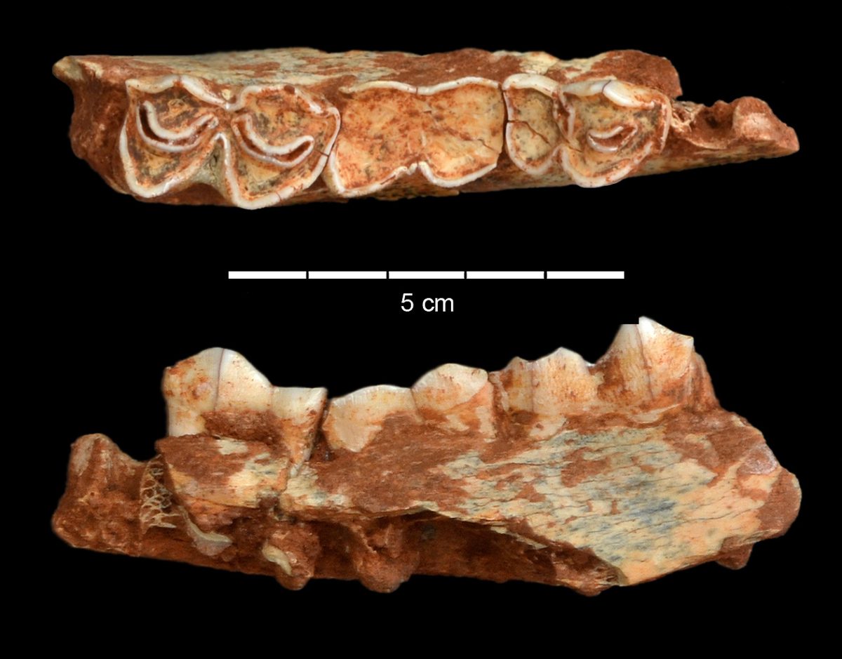 Article | Dietary traits of the ungulates from the Middle Pleistocene sequence of Lazaret Cave: palaeoecological and archaeological implications