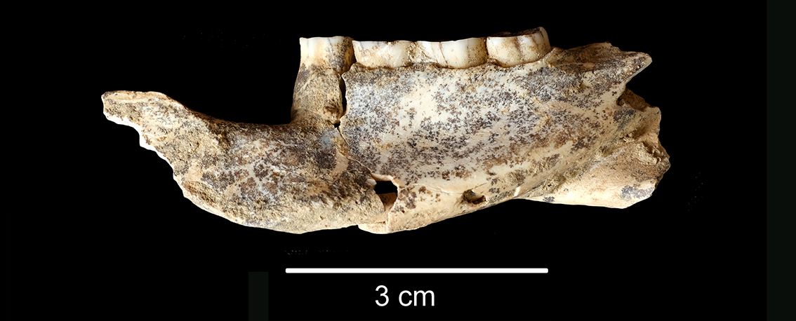 Article | On the presence of Hystrix vinogradovi (Argyropulo, 1941) in level XV of the Baume Moula-Guercy (Soyons, Ardèche, France).Systematics and paleoecological implications