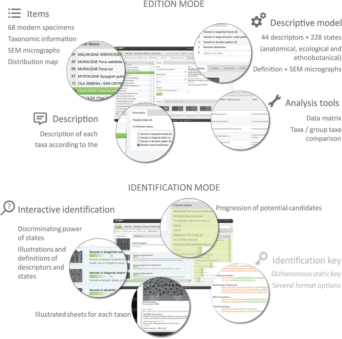 Article | SACHA: an interactive identification key of Southern African CHArcoals for anthracological research