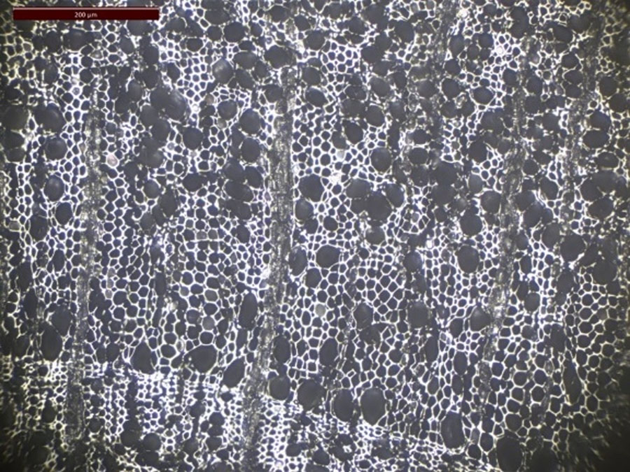 Article | Macchia or forest? Toward the reconstruction of Ericaceae formations in Corsica (NW Mediterranean) during the Holocene using a quantitative wood anatomy analysis