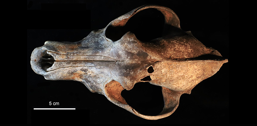 Article | The Canis lupus ssp. (Mammalia, Carnivora) of the Baume Traucade (Issirac, Gard, France): A complete skeleton of a “dog-like” individual from the post-LGM