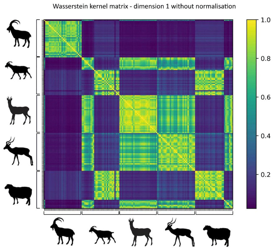 Article | Topological Data Analysis and Multiple Kernel Learning for Species Identification of Modern and Archaeological Small Ruminants