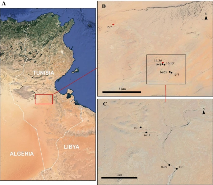 Article | Differential Taphonomic Behavior of Flint Types: Experimental Insights and Implications for the Middle Stone Age Assemblages of Wadi Lazalim in the Northern Sahara (Kebili, Tunisia)