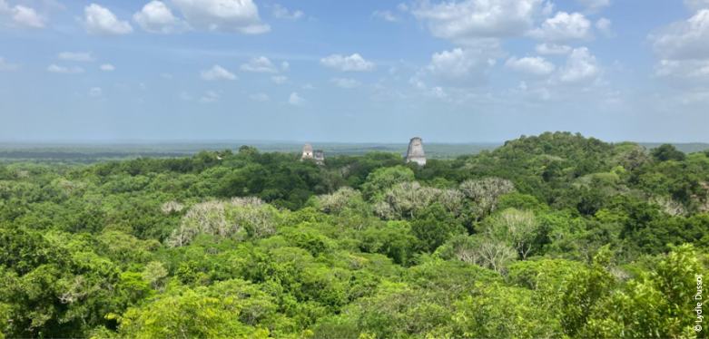 Médiation | Mayas, une histoire de forêts, entre mythes et réalités