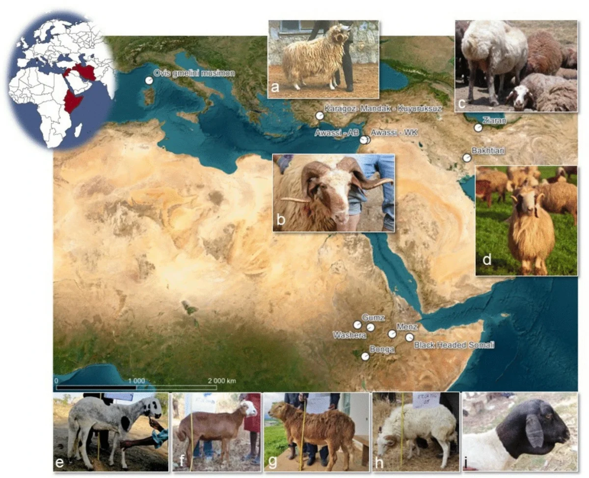 Article | Exploring Biological and Ecological Components of Sheep Astragalus Size and Shape Variation Using 3D Geometric Morphometrics: Towards A Bioarchaeological Proxy